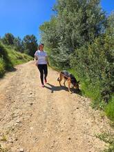 LISA, Hund, Deutscher Schäferhund in Spanien - Bild 6