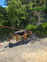 LISA, Hund, Deutscher Schäferhund in Spanien - Bild 8