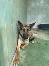 LISA, Hund, Deutscher Schäferhund in Spanien - Bild 9