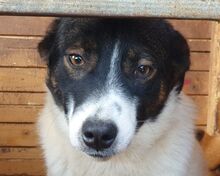 BRAN, Hund, Mischlingshund in Rumänien - Bild 1