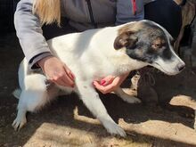 BRAN, Hund, Mischlingshund in Rumänien - Bild 3