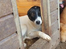 BRAN, Hund, Mischlingshund in Rumänien - Bild 4