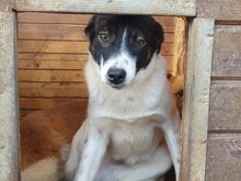 BRAN, Hund, Mischlingshund in Rumänien - Bild 6
