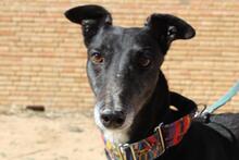 NORMA, Hund, Galgo Español in Spanien - Bild 1