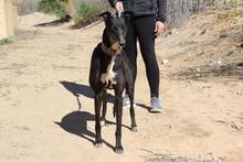 NORMA, Hund, Galgo Español in Spanien - Bild 10