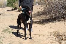 NORMA, Hund, Galgo Español in Spanien - Bild 2