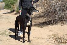 NORMA, Hund, Galgo Español in Spanien - Bild 3