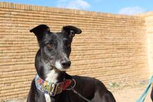 NORMA, Hund, Galgo Español in Spanien - Bild 4