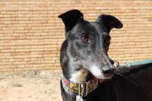 NORMA, Hund, Galgo Español in Spanien - Bild 5