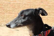 NORMA, Hund, Galgo Español in Spanien - Bild 6