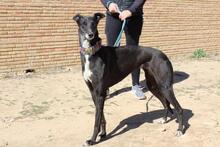NORMA, Hund, Galgo Español in Spanien - Bild 7