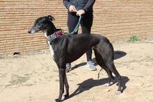 NORMA, Hund, Galgo Español in Spanien - Bild 8