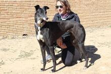 NORMA, Hund, Galgo Español in Spanien - Bild 9