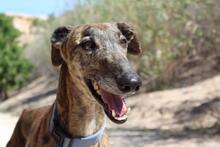ARTISTA, Hund, Galgo Español in Spanien - Bild 1