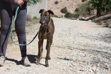 ARTISTA, Hund, Galgo Español in Spanien - Bild 2