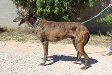 ARTISTA, Hund, Galgo Español in Spanien - Bild 4