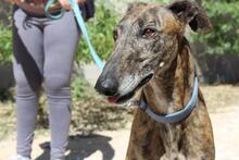 ARTISTA, Hund, Galgo Español in Spanien - Bild 5