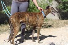 ARTISTA, Hund, Galgo Español in Spanien - Bild 6