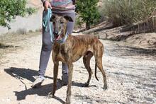 ARTISTA, Hund, Galgo Español in Spanien - Bild 7