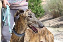 ARTISTA, Hund, Galgo Español in Spanien - Bild 8