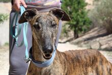 ARTISTA, Hund, Galgo Español in Spanien - Bild 9