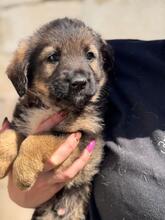 MAUI, Hund, Mischlingshund in Spanien - Bild 1