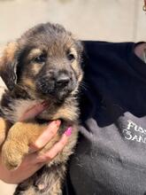 MAUI, Hund, Mischlingshund in Spanien - Bild 2