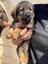 MAUI, Hund, Mischlingshund in Spanien - Bild 3
