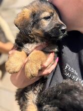 MAUI, Hund, Mischlingshund in Spanien - Bild 4