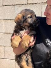 MAUI, Hund, Mischlingshund in Spanien - Bild 5