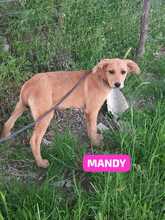 MANDY, Hund, Mischlingshund in Italien - Bild 2