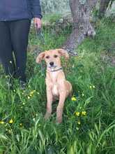 MANDY, Hund, Mischlingshund in Italien - Bild 4