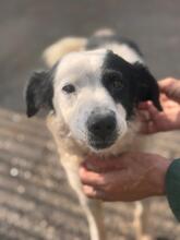 MANCHITAS, Hund, Bodeguero Andaluz-Mix in Spanien - Bild 1