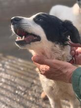 MANCHITAS, Hund, Bodeguero Andaluz-Mix in Spanien - Bild 2