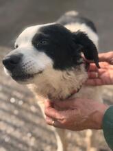 MANCHITAS, Hund, Bodeguero Andaluz-Mix in Spanien - Bild 3
