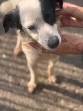 MANCHITAS, Hund, Bodeguero Andaluz-Mix in Spanien - Bild 4
