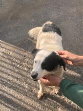 MANCHITAS, Hund, Bodeguero Andaluz-Mix in Spanien - Bild 5