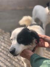 MANCHITAS, Hund, Bodeguero Andaluz-Mix in Spanien - Bild 6