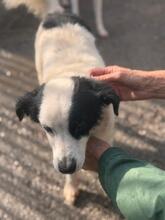 MANCHITAS, Hund, Bodeguero Andaluz-Mix in Spanien - Bild 7