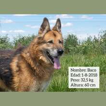 BACO, Hund, Deutscher Schäferhund in Spanien - Bild 1