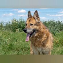 BACO, Hund, Deutscher Schäferhund in Spanien - Bild 2