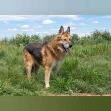 BACO, Hund, Deutscher Schäferhund in Spanien - Bild 3