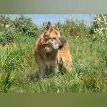 BACO, Hund, Deutscher Schäferhund in Spanien - Bild 4