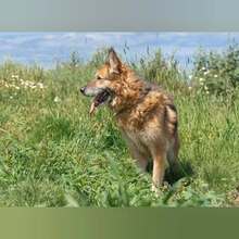 BACO, Hund, Deutscher Schäferhund in Spanien - Bild 6