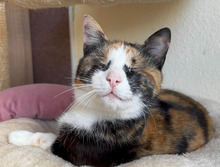 VERA, Katze, Europäisch Kurzhaar in Bulgarien