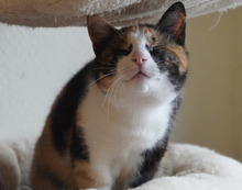 VERA, Katze, Europäisch Kurzhaar in Bulgarien - Bild 2