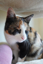 VERA, Katze, Europäisch Kurzhaar in Bulgarien - Bild 3