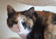 VERA, Katze, Europäisch Kurzhaar in Bulgarien - Bild 4