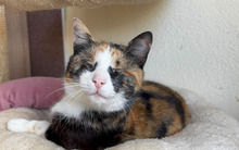 VERA, Katze, Europäisch Kurzhaar in Bulgarien - Bild 5