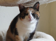 VERA, Katze, Europäisch Kurzhaar in Bulgarien - Bild 6
